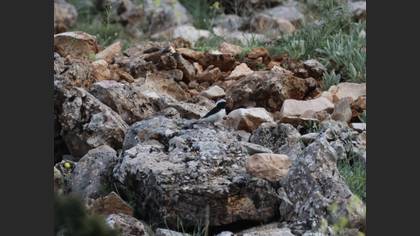 Finsch`s Wheatear