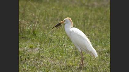 Western Cattle Egret