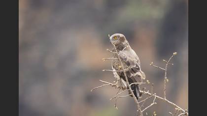 Short-toed Snake Eagle