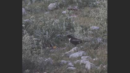 Ring Ouzel