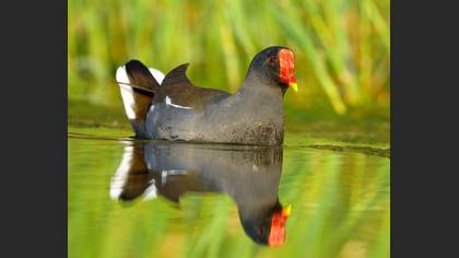 Common Moorhen