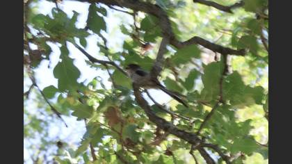 Long-tailed Tit