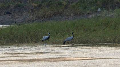 Demoiselle Crane