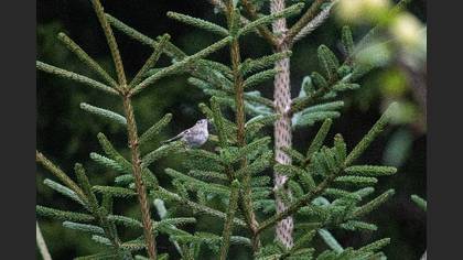 Goldcrest