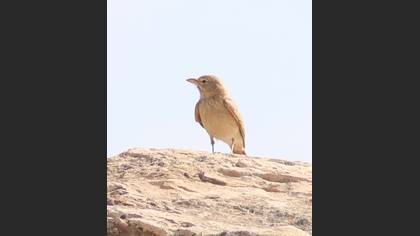 Desert Lark
