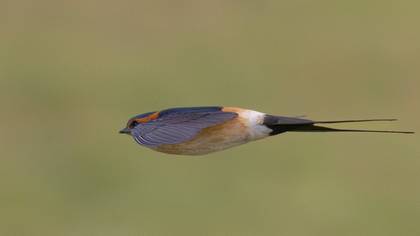 Red-rumped Swallow