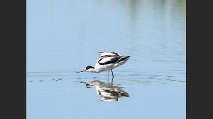 Pied Avocet