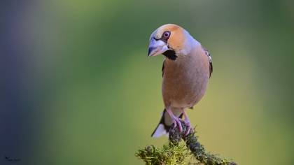 Hawfinch