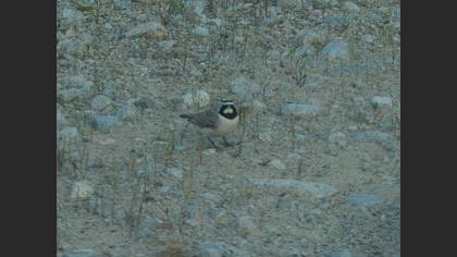 Horned Lark