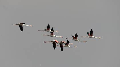 Flamingo