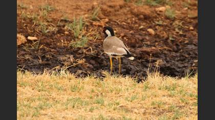 Red-wattled Lapwing