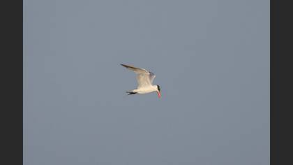 Hazar sumrusu