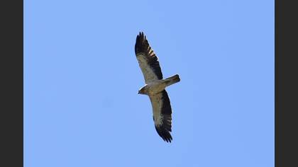 Booted Eagle