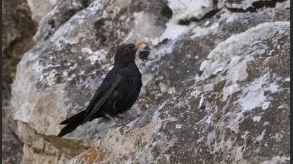 Karatavuk