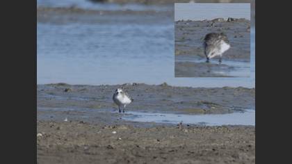 Sanderling