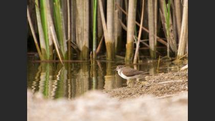 Common Sandpiper