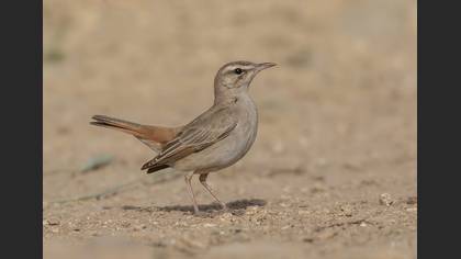 Rufous-tailed Scrub Robin
