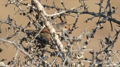 Common Whitethroat