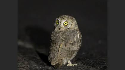 Eurasian Scops Owl
