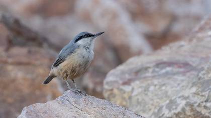 Western Rock Nuthatch