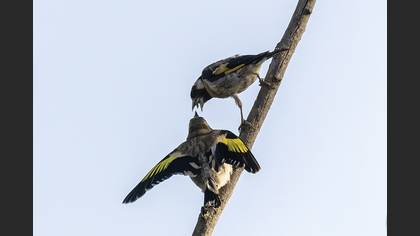 European Goldfinch
