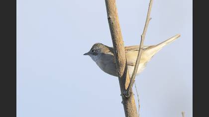 Common Whitethroat