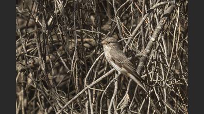 Spotted Flycatcher