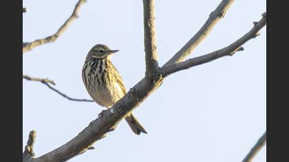 Tree Pipit