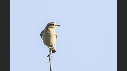 Whinchat