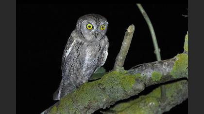 Eurasian Scops Owl