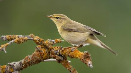 Willow Warbler