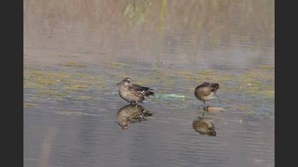 Garganey