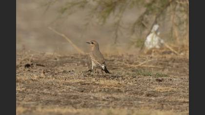 Isabelline Wheatear