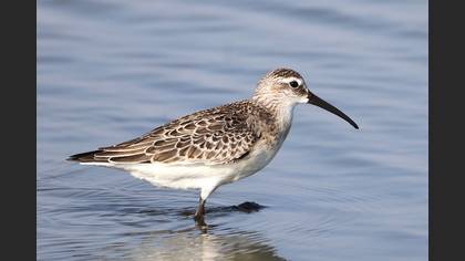 Curlew Sandpiper