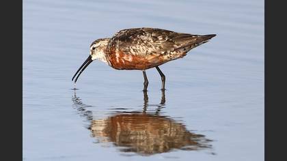 Curlew Sandpiper
