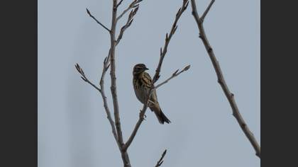 Tree Pipit