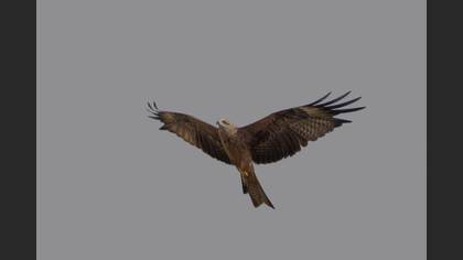 Black Kite
