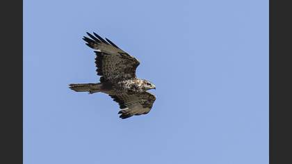 Common Buzzard