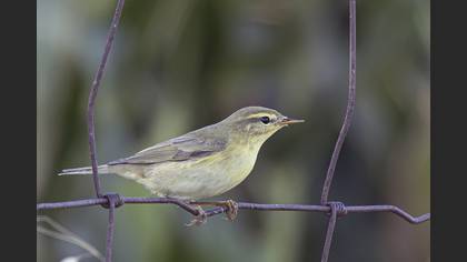 Willow Warbler