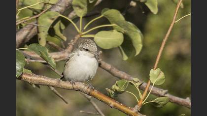 Masked Shrike