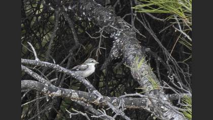 Masked Shrike