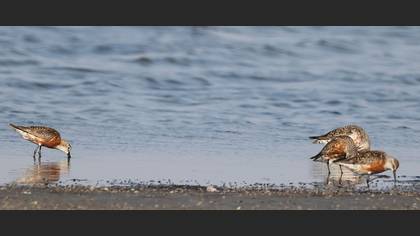 Curlew Sandpiper