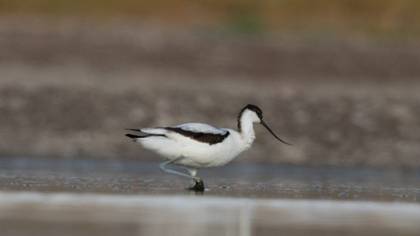 Pied Avocet