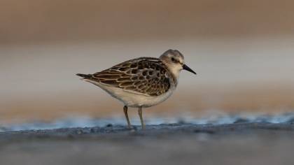 Little Stint