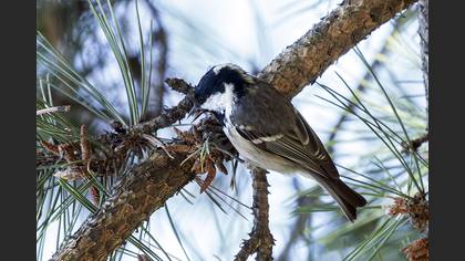 Coal Tit