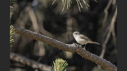 Lesser Whitethroat
