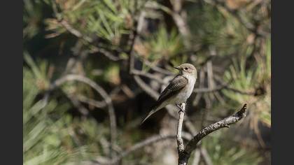 Spotted Flycatcher