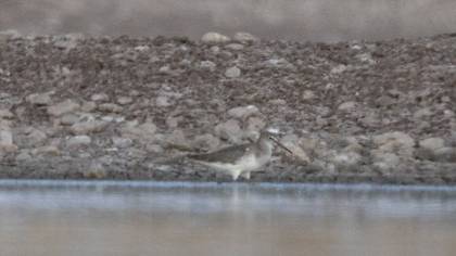 Common Redshank