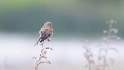 Common Linnet