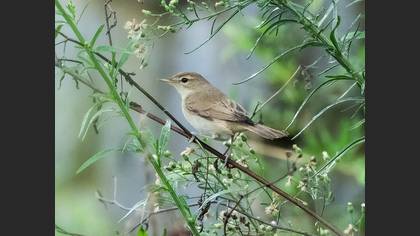 Booted Warbler